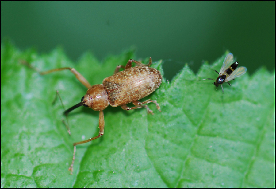 Dorytomus cfr longimanus con piccolo dittero